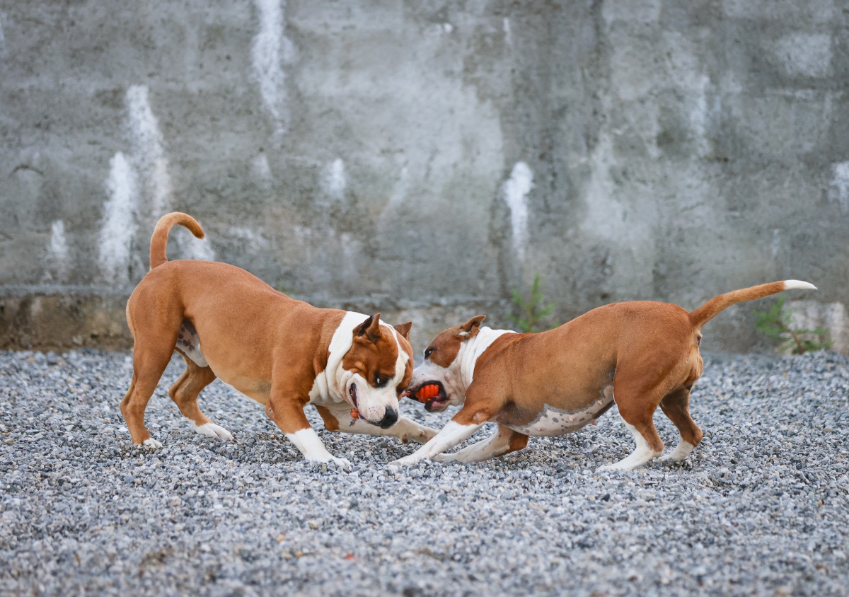Cindyland - Pansion za pse i mačke. Druga kuća vašeg ljubimca. Podgorica, Crna Gora.
