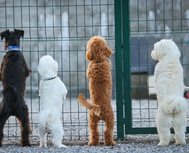 Cindyland - Pansion za pse i mačke. Druga kuća vašeg ljubimca. Podgorica, Crna Gora.