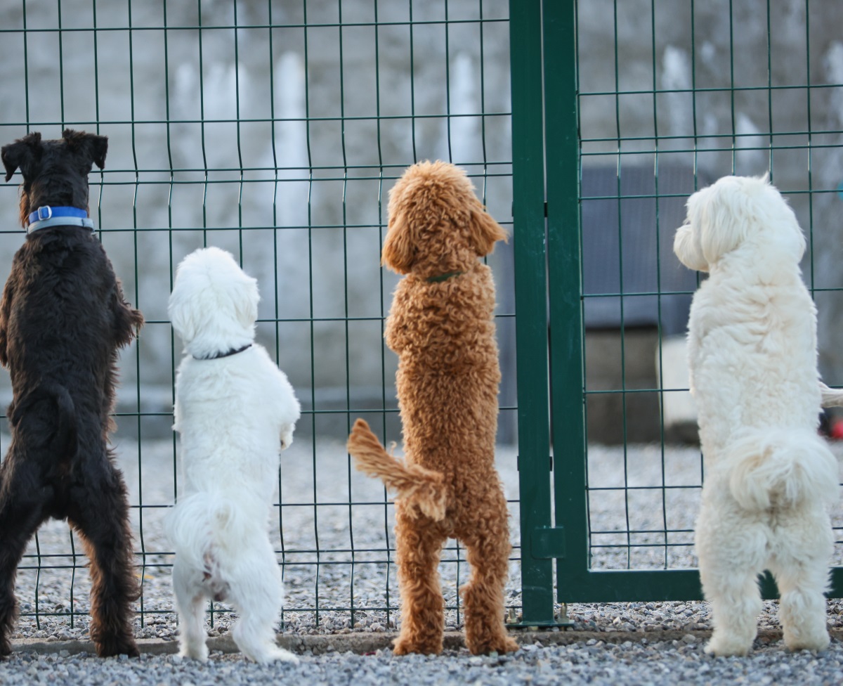 Cindyland - Pansion za pse i mačke. Druga kuća vašeg ljubimca. Podgorica, Crna Gora.