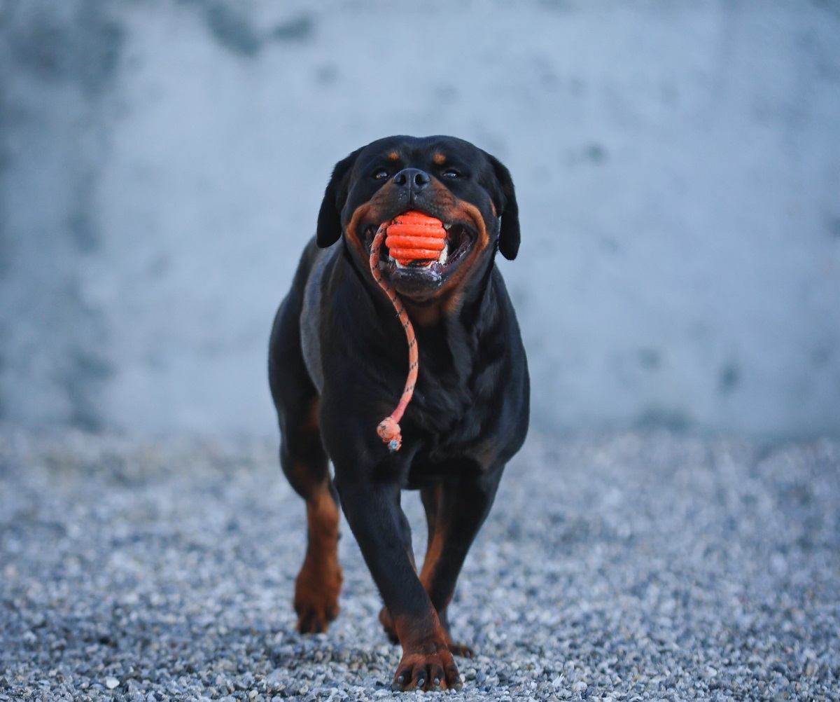 Cindyland - Pansion za pse i mačke. Druga kuća vašeg ljubimca. Podgorica, Crna Gora.