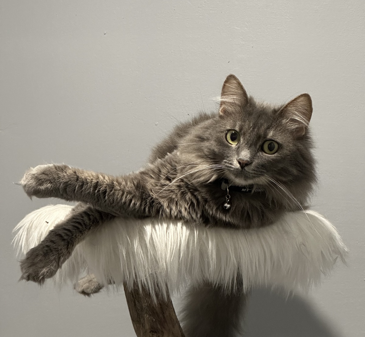 Cindyland - Pansion za pse i mačke. Druga kuća vašeg ljubimca. Podgorica, Crna Gora.