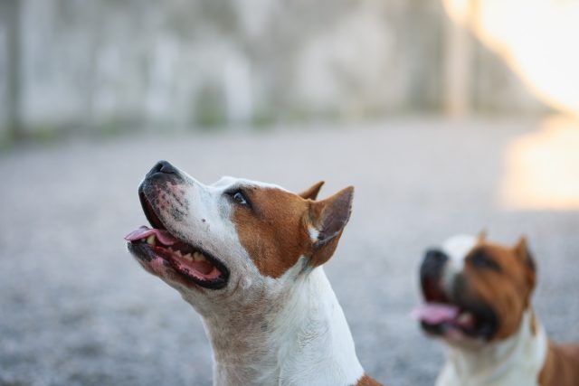 Cindyland - Pansion za pse i mačke. Druga kuća vašeg ljubimca. Podgorica, Crna Gora.